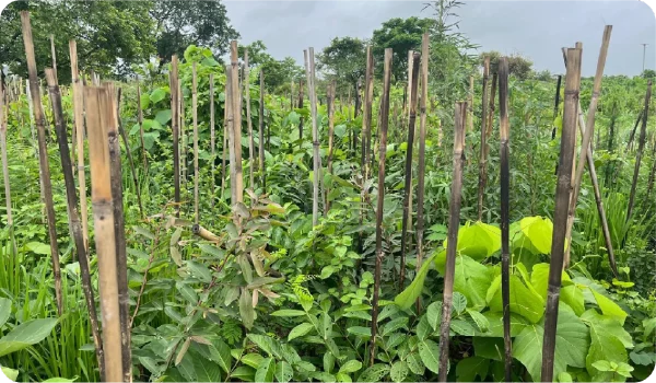 Miyawaki Plantation